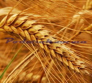 Масло Зародышей пшеницы