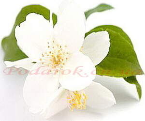 Отдушка "Жасмин" Отдушка "Жасмин"