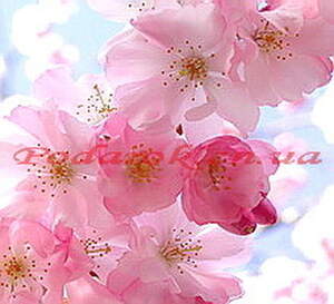 Отдушка "Цветы сакуры" Отдушка "Цветы сакуры"