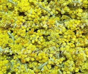 Сухоцвет - Бессмертника Сухоцвет - Бессмертника