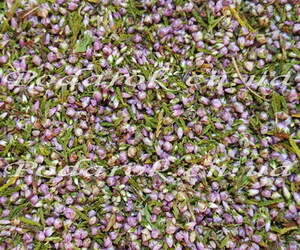 Сухоцвет - Вереса Сухоцвет - Вереса