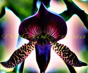 Отдушка "Черная орхидея" - усил. конц.