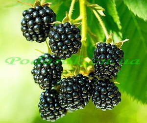 Отдушка "Ежевика" Отдушка "Ежевика"