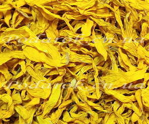 Сухоцвет Подсолнуха Сухоцвет Подсолнуха