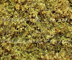 Сухоцвет Бузины Сухоцвет Бузины