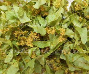 Сухоцвет Липы Сухоцвет Липы