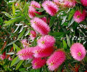 Отдушка "Чайное дерево" Отдушка "Чайное дерево"