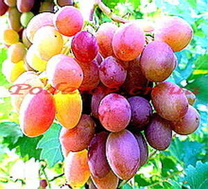 Отдушка "Черный виноград" Отдушка "Черный виноград"