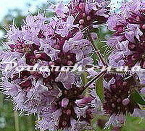 Сухоцвет - Материнки Сухоцвет - Материнки