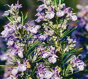 Сухоцвет - Розмарина Сухоцвет - Розмарина