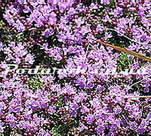 Сухоцвет - Чабреца Сухоцвет - Чабреца