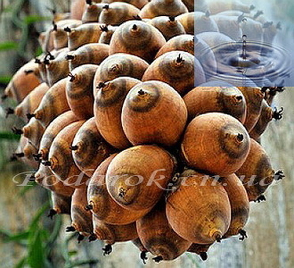 Водорозчинне масло Бабассу Водорозчинне масло Бабассу