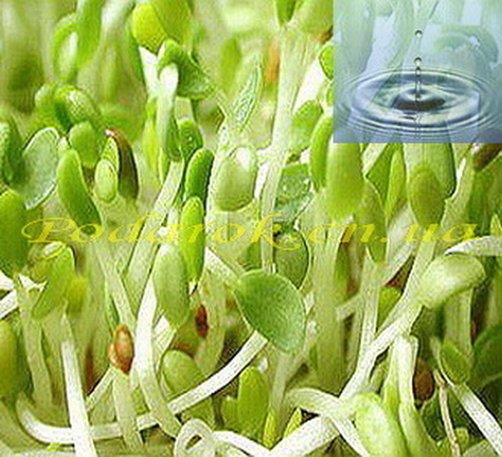 Водорозчинне масло зародків рису Водорозчинне масло зародків рису