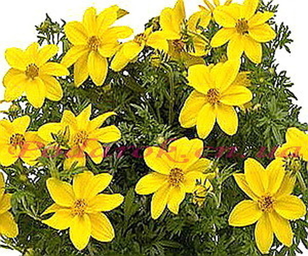 Масло Череди Масло Череди