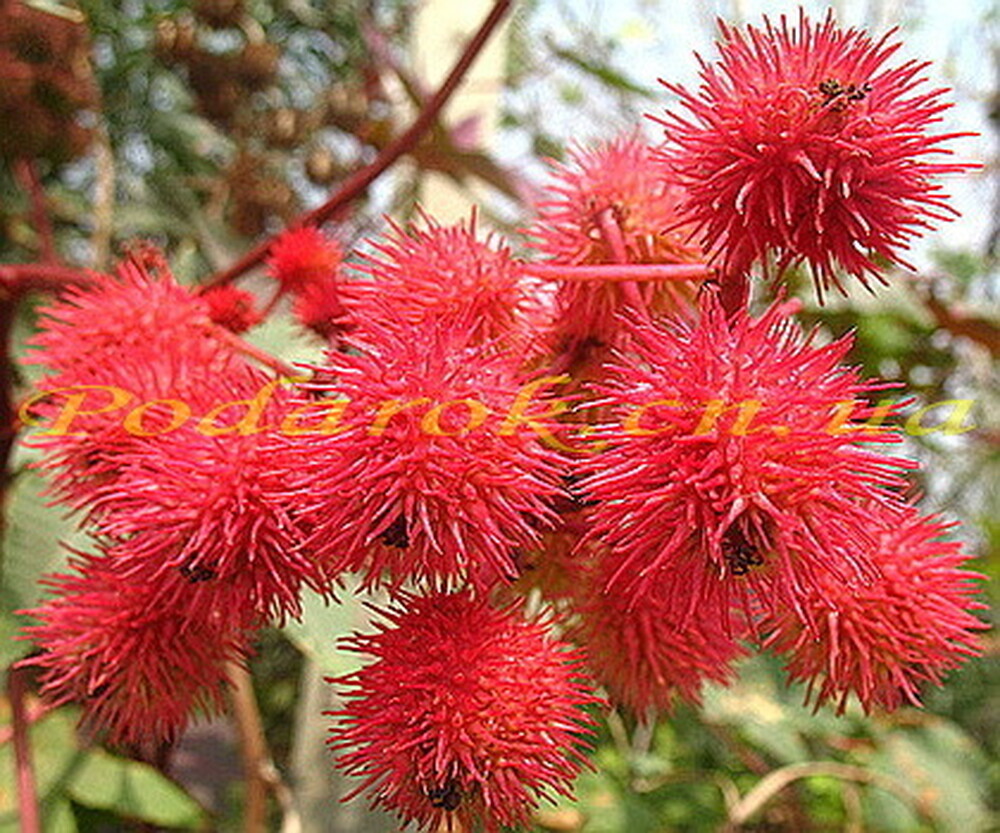 Олія рицинова Олія рицинова