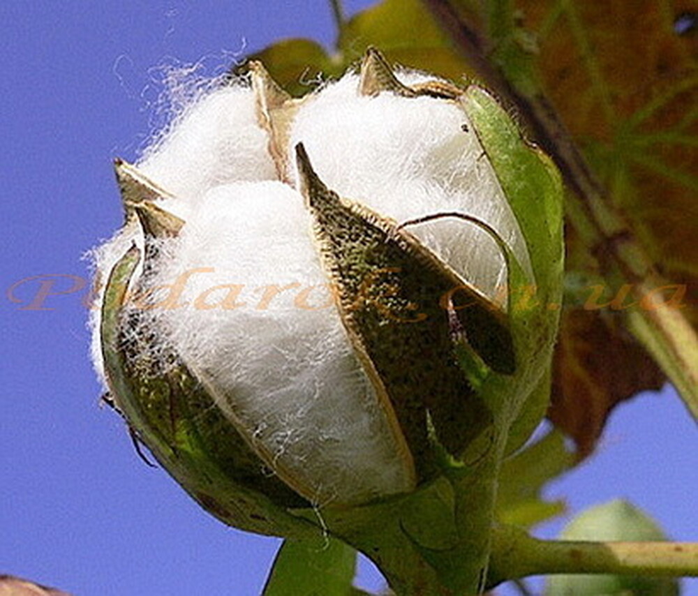 Олія бавовни Олія бавовни