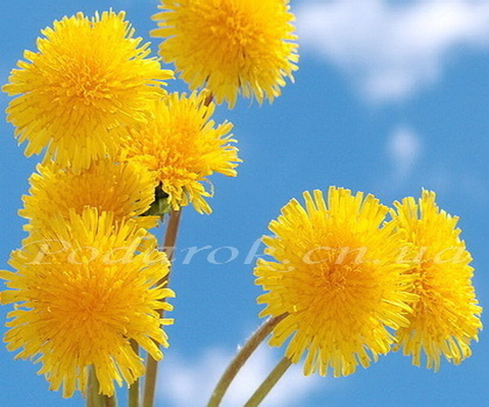 Екстракт Кульбаби Екстракт Кульбаби