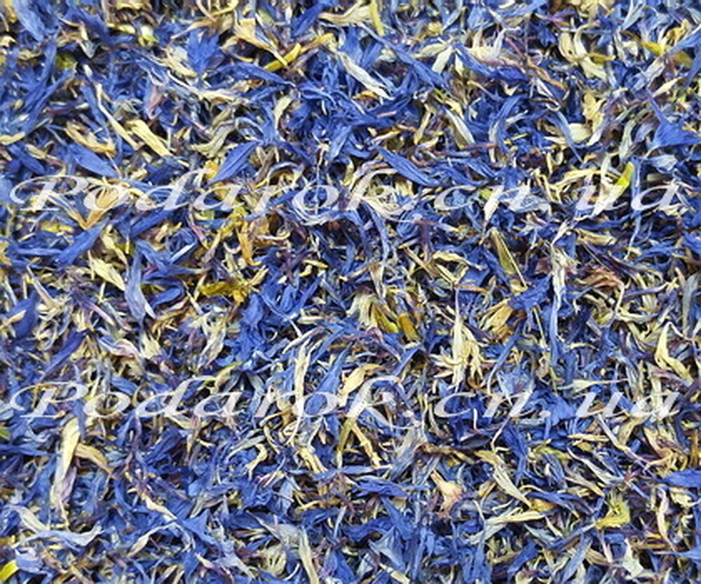 Сухоцвіт Василька Сухоцвіт Василька