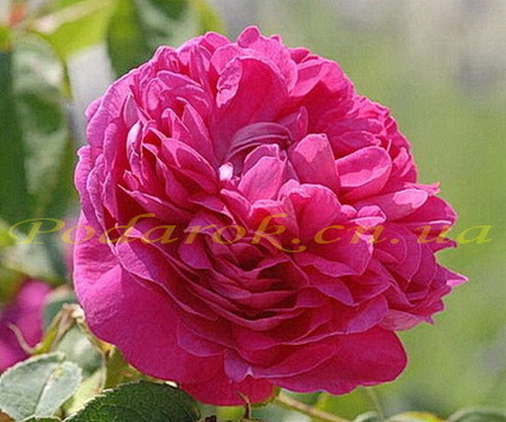 Отдушка Отдушка