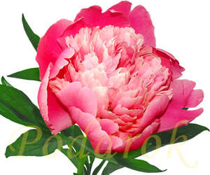 Отдушка "Чарівність півонії" - підсил. конц. Отдушка "Чарівність півонії" - підсил. конц.