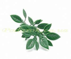 Гілочка з листочками зелена Гілочка з листочками зелена